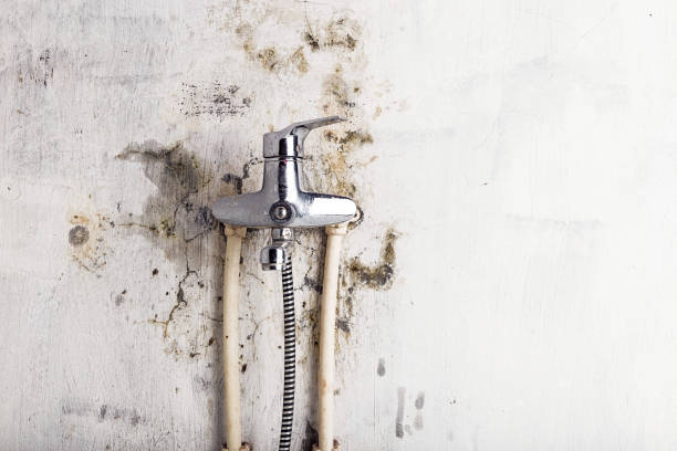 Best Mold Testing and Inspection Services in Chuluota, FL